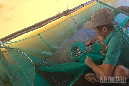 Mùa cá linh giúp người dân đầu nguồn tỉnh An Giang có thu nhập ổn định.