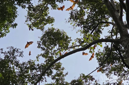 Bầy dơi quạ quý hiếm ở cù lao Mỹ Hòa Hưng.