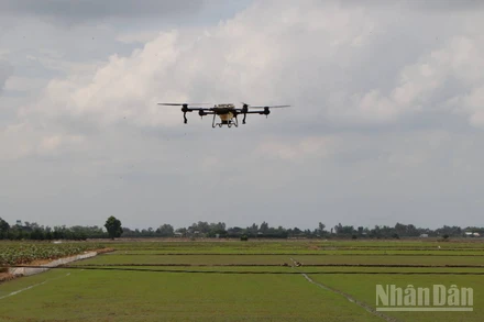 Nông dân tỉnh An Giang ứng dụng công nghệ tưới lúa bằng máy bay không người lái.