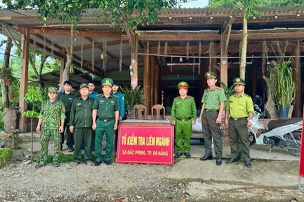 Đà Nẵng lập tổ liên ngành bảo vệ cây ươi rừng ở xã biên giới Đắc Pring. (Ảnh: VIẾT CĂNG)
