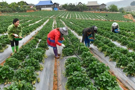 Người dân xã Mai Sơn, tỉnh Sơn La thu hoạch dâu tây. (Ảnh ĐĂNG KHOA)