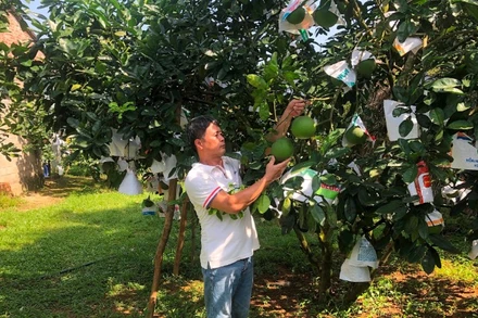 Người dân tỉnh Phú Thọ chăm sóc cây bưởi. (Ảnh: Báo Nhân Dân)