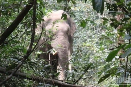 Một con voi rừng xuất hiện tại khu vực rừng giáp ranh Khu bảo tồn thiên nhiên văn hóa Đồng Nai với vườn của người dân xã Mã Đà, huyện Vĩnh Cửu.