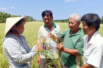 Lao động trong nông nghiệp hiện nay hầu hết đều do người cao tuổi đảm nhiệm.