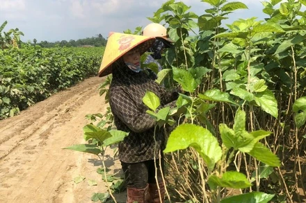 Nông dân xã Quy Mông, tỉnh Lào Cai khôi phục lại diện tích trồng dâu sau ngập úng.