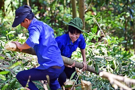 Đoàn viên, thanh niên tình nguyện chặt cây, phát quang hành lang tuyến Dự án đường dây 500kV Lào Cai-Vĩnh Yên.