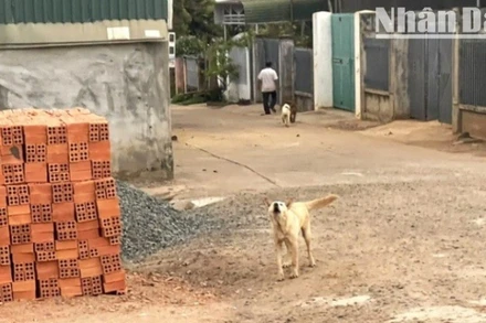 Trong điều kiện thời tiết nắng nóng như hiện nay, người nuôi không nên thả rông chó, mèo ra đường và tiêm vaccine phòng dại cho đàn chó, mèo cũng góp phần ngăn chặn bệnh dại trong cộng đồng.