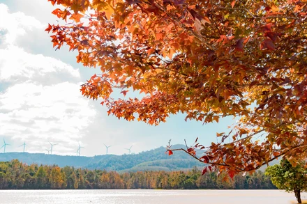 Khi di chuyển đến hồ thủy điện Quảng Trị, rừng phong hương bắt đầu hiện ra với sặc sỡ màu lá cam, đỏ, vàng xen kẽ màu xanh ngọc của nước hồ.