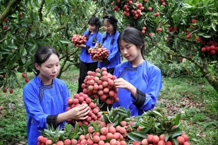 Trải nghiệm hái vải thiều tại vườn ở huyện Lục Ngạn.