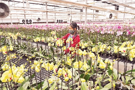 Ứng dụng công nghệ sinh học trong trồng, chăm sóc hoa lan tại trang trại Mê Linh F Farm. (Ảnh: ĐĂNG ANH)