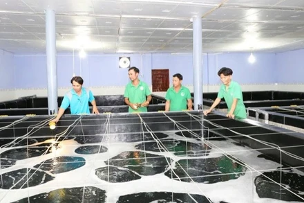 Bộ phận kỹ thuật của doanh nghiệp sản xuất tôm giống tại tỉnh Ninh Thuận kiểm tra quá trình sinh trưởng của tôm giống trong thời gian ương dưỡng.