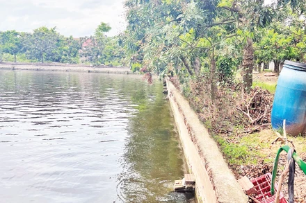 Mô hình kết hợp vườn, ao góp phần nâng cao hiệu quả kinh tế cho cây nhãn.