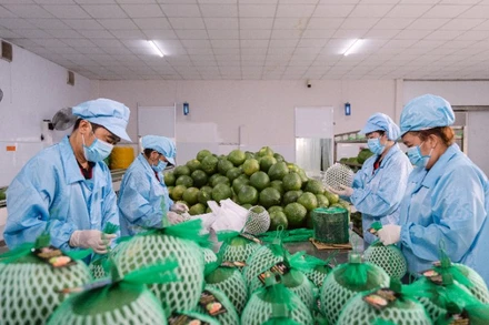 Đóng gói bưởi xuất khẩu tại Công ty Vina T&T Group. (Ảnh: MINH ANH)