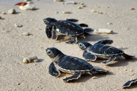 Rùa con mới nở đi về phía biển, bắt đầu hành trình sự sống. (Ảnh HẢI LÂM)