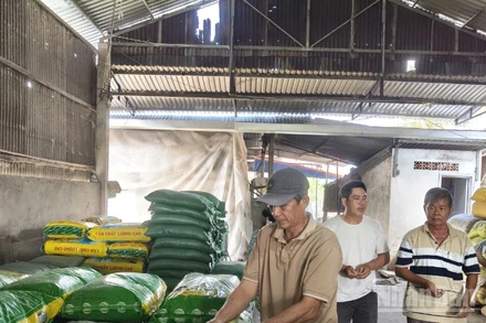 Nông dân xã Thoại Sơn tham gia mô hình kiểm tra nhận lúa giống.