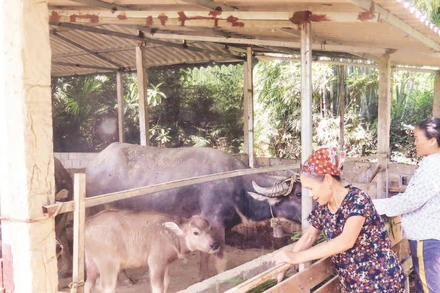 Gia đình bà Nông Thị Hằng, thôn Phục Hưng, xã Lương Thiện, huyện Sơn Dương phát triển nuôi trâu sinh sản từ nguồn vốn vay của Ngân hàng Chính sách xã hội.