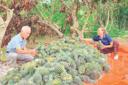 Gia đình bà Nguyễn Thị Báu phân loại dứa trước khi đem bán.