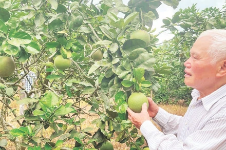 Ông Hoàng Văn Nghị bên vườn bưởi da xanh.