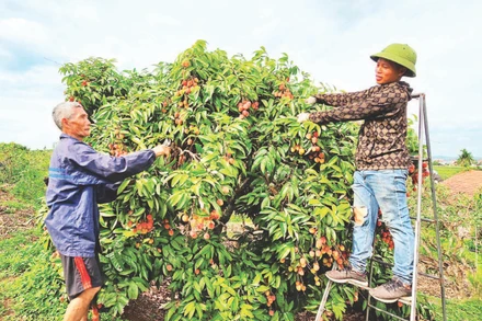 Anh Hoàng Văn Sơn (phải), thôn Quất Du 1 đã áp dụng mô hình trồng vải thiều sạch theo công nghệ sinh học ANISAF SH-01. 