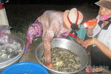 Quang cảnh mua bán cá tại chợ ma.