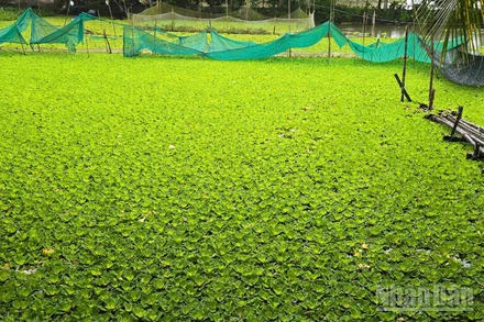 Mô hình nuôi ốc đồng của anh Nguyễn Văn Tấn.