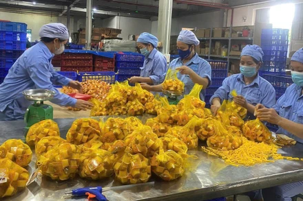 Công nhân Nhà máy Vietfoods (Khu công nghiệp Hapro, Hà Nội) đang đóng gói thạch sữa chua chuẩn bị xuất xưởng.