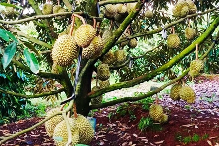 Vườn sầu riêng ở tỉnh Gia Lai.