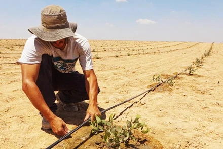 Hệ thống tưới nhỏ giọt giúp khôi phục nhiều ha đất bị sa mạc hóa. Ảnh: API.NEWS