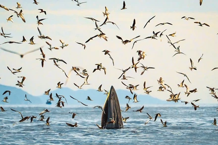 Một ảnh trong bộ “Hành trình theo dấu cá voi Bryde ở vùng biển Nhơn Lý” của tác giả Nguyễn Ngọc Thiện. (Ảnh: Ban tổ chức)