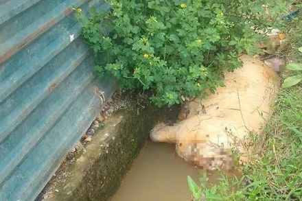 Xác lợn được vứt xuống kênh trên địa bàn xã Quảng Châu trong ngày 14/7.