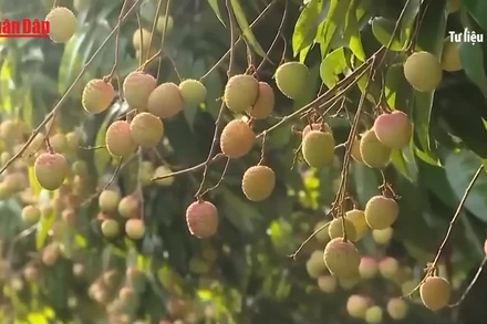 [Video] Chưa vào chính vụ, vải thiều đã lo “được mùa nhưng mất giá”