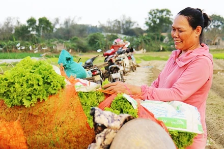 Rau và hành Hương An được thương lái đến thu mua, phân loại ngay tại ruộng.