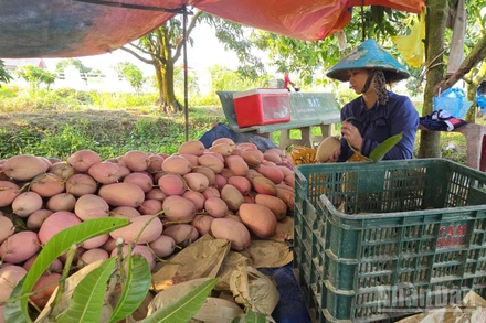 Nhà vườn xã Mỹ Hòa Hưng thu hoạch xoài ba màu