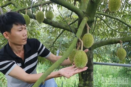 Nông dân An Giang kiểm tra vườn trồng sầu riêng.