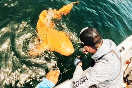 Lần đầu ghi nhận cá mập màu cam