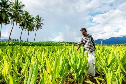 Một vùng trồng nghệ ở Ấn Độ. Ảnh: ALAMY