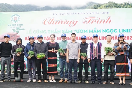 Chính quyền xã Trà Linh và doanh nghiệp trao tặng sâm giống cho các hộ có nhu cầu trồng sâm để thoát nghèo.