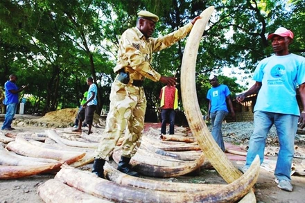 Lực lượng chức năng kiểm tra ngà voi thu hồi từ nghi phạm. Ảnh: REUTERS