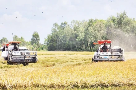 Nông dân tỉnh An Giang thu hoạch lúa trong Đề án. (Ảnh: QUỐC TRINH)