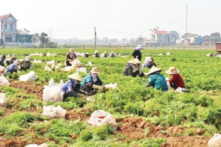 Người dân xã Cao Đức (Bắc Ninh) thu hoạch cà rốt.