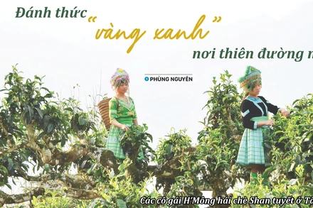 Đánh thức "vàng xanh" nơi thiên đường mây