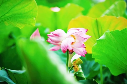 Tịnh Đế liên, bao giờ lại có duyên