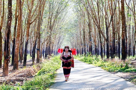 Từ sáng sớm, lúa thiêng sẽ được một phụ nữ đảm đang trong làng rước về từ rẫy để thực hiện nghi lễ cúng lúa mới.