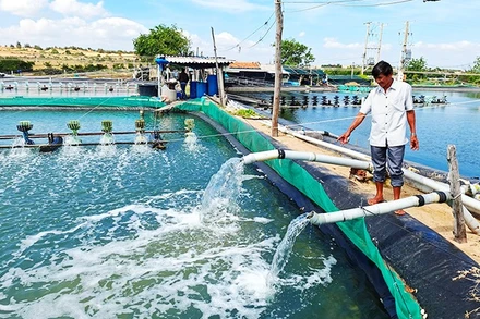 Nước biển vào tới hồ nuôi trồng thủy sản.