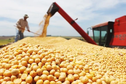 Các mặt hàng nông sản chiếm tỷ trọng lớn trong xuất khẩu của Brazil. Ảnh: AP