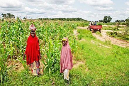 Nông dân Nigeria tìm kiếm cây trồng thích ứng biến đổi khí hậu. Ảnh: GETTYIMAGES