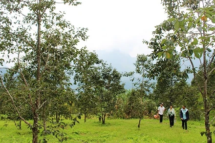 Một trong những vườn hồng trên đỉnh Khưa Dầy. Ảnh: TÙNG VÂN