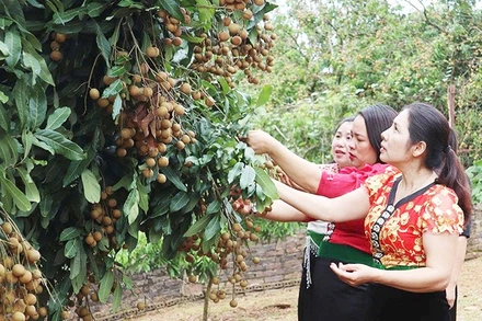 Năng suất trung bình của nhãn Ánh vàng đạt 15 tấn/ha.