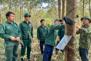 Cán bộ kỹ thuật Đội cao-su Tuần Giáo hướng dẫn công nhân kỹ thuật cạo mủ tại vườn cây. 