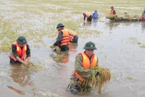 Bộ đội đã được huy động giúp dân cứu lúa.